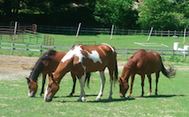 Three horses in a field