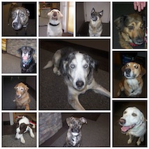 Therapy dog photo collage