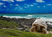 A turtle on the beach