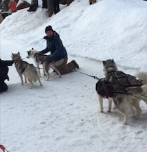 Man with sled dogs
