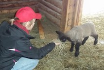 Young teen feeds baby sheep