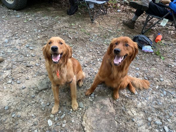 photo of Rush + Springer - two therapeutic dogs | wilderness therapy