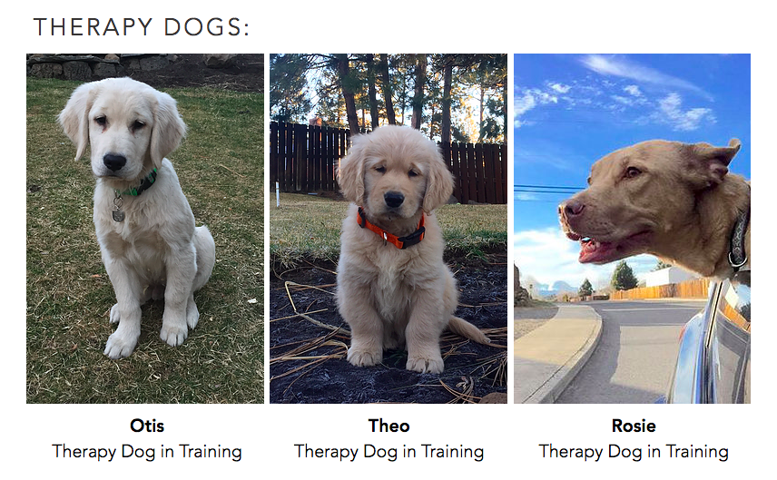 Three therapy dogs at college excel